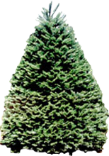 Douglas Fir Trees Douglas Fir